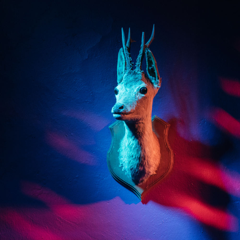 BKA Reh - Foto: Sven Ihlenfeld 1 1